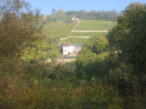 Grape Vines enjoying the sun.